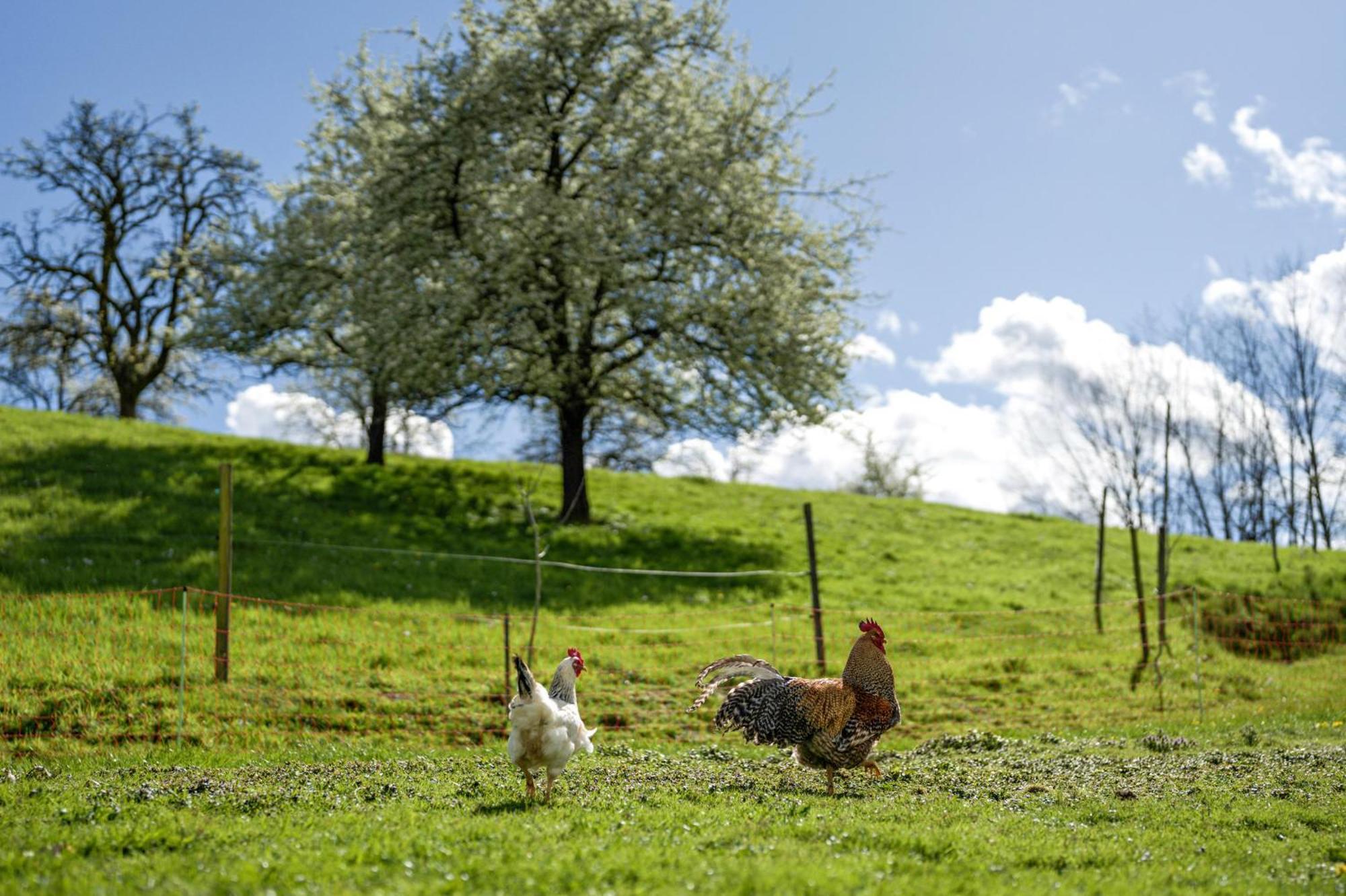 Ferienhof Vordere Alm オーバーキルヒ エクステリア 写真