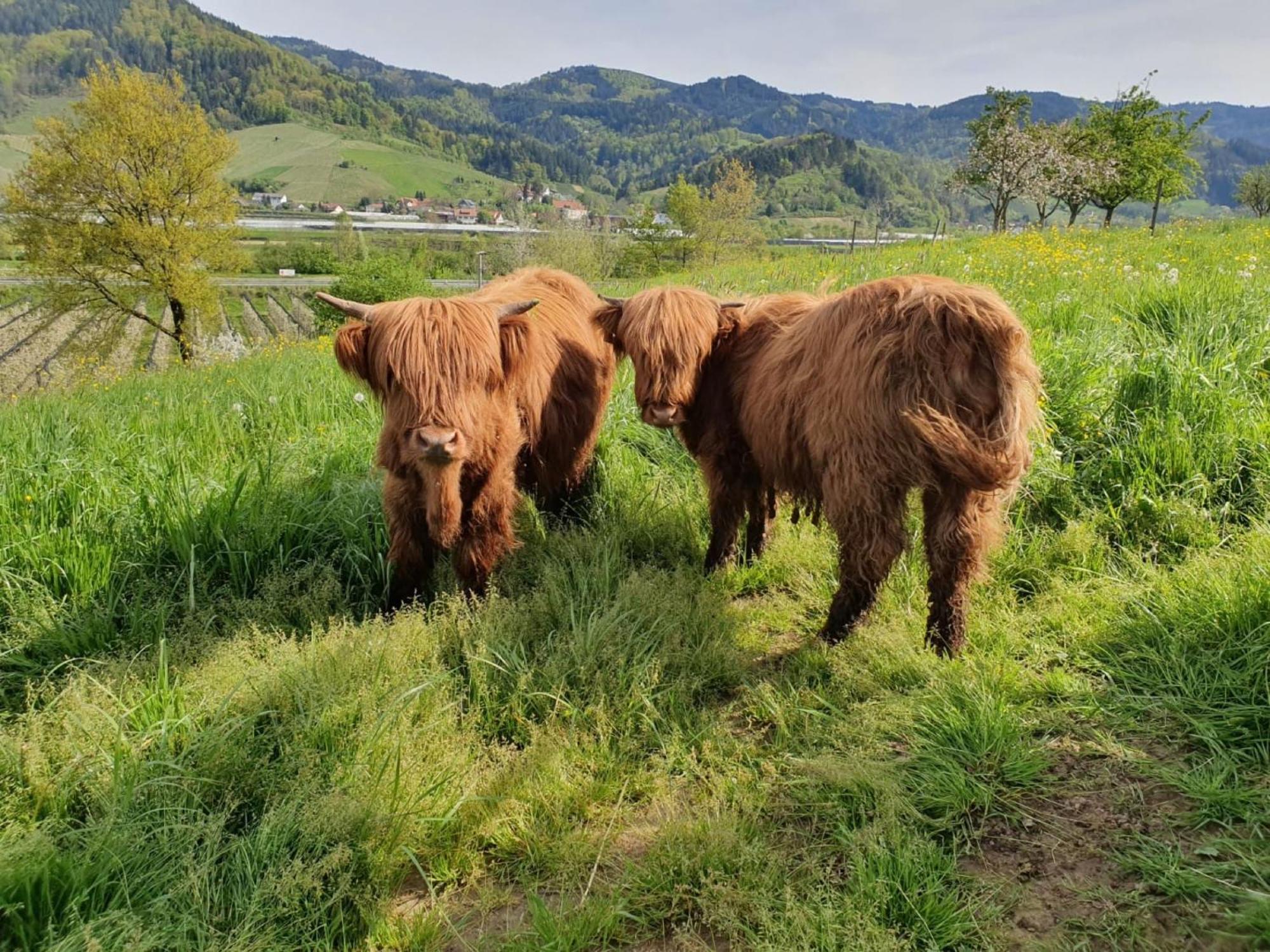 Ferienhof Vordere Alm オーバーキルヒ エクステリア 写真